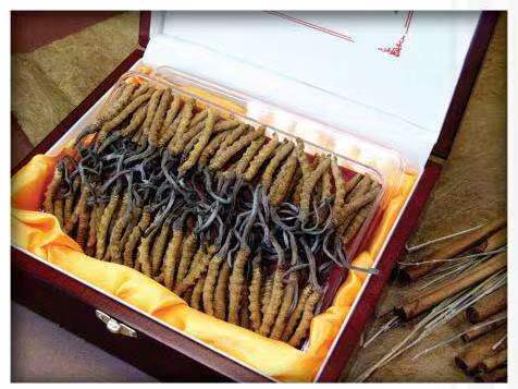 水满乡冬虫夏草回收